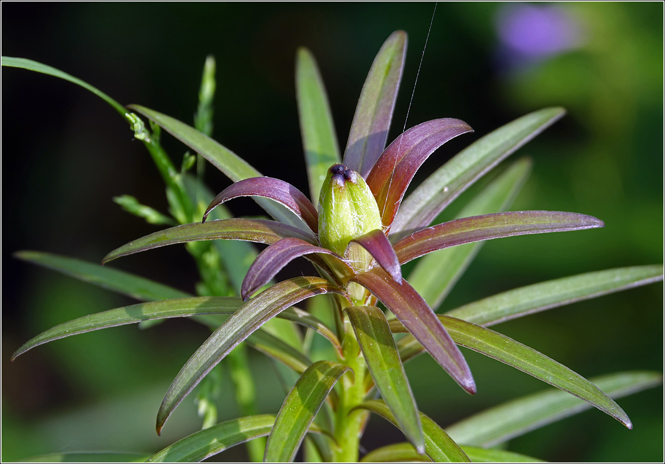 Image of Lilium pensylvanicum specimen.