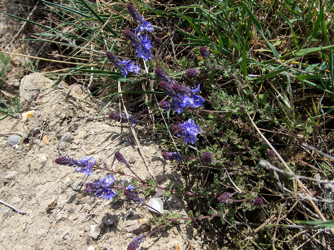 Image of Veronica capsellicarpa specimen.