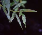 род Salix