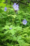 Geranium erianthum