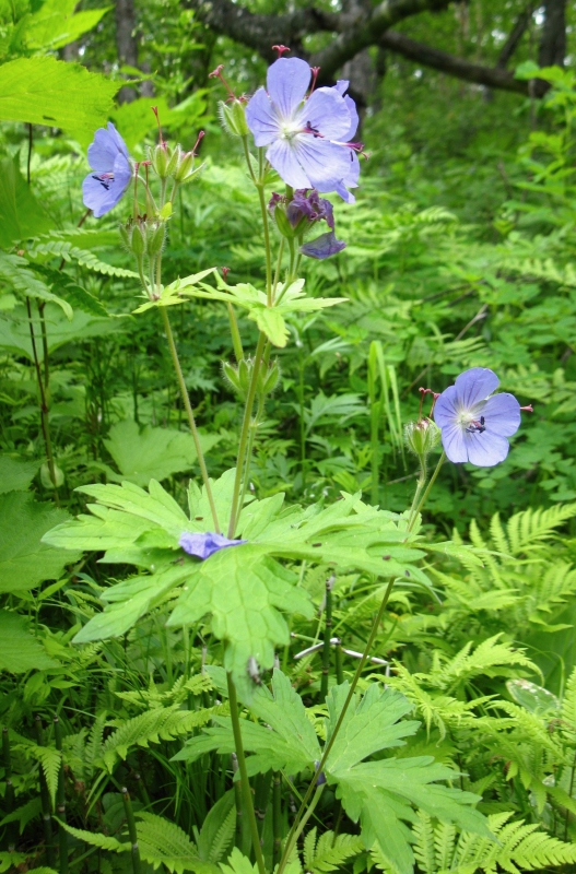 Изображение особи Geranium erianthum.
