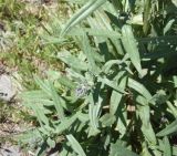 семейство Boraginaceae