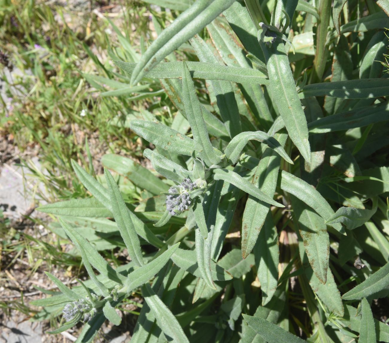 Image of genus Anchusa specimen.
