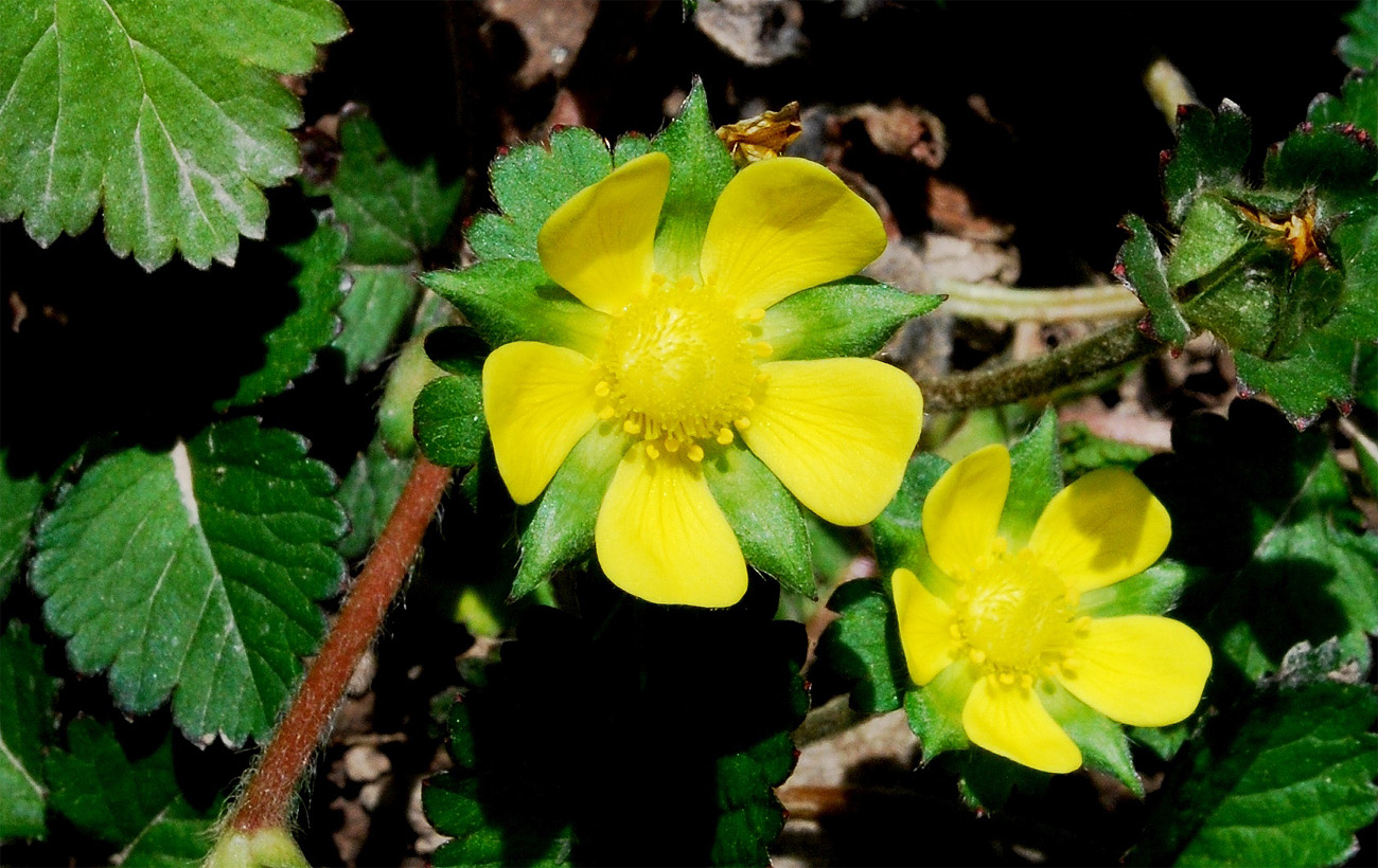Изображение особи Duchesnea indica.