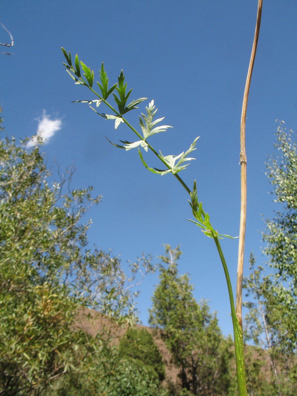 Image of Seseli nemorosum specimen.