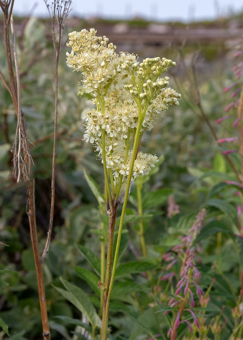 Изображение особи Filipendula ulmaria.