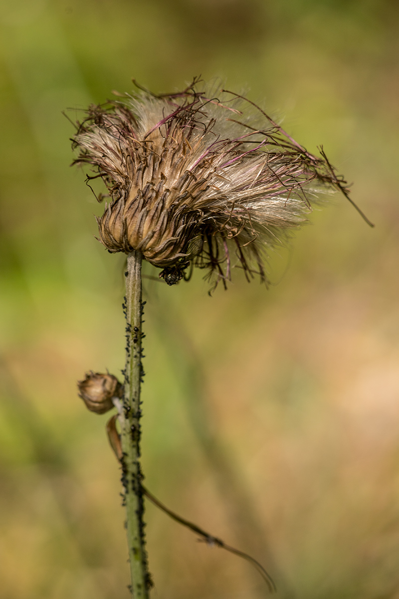 Image of Cirsium heterophyllum specimen.
