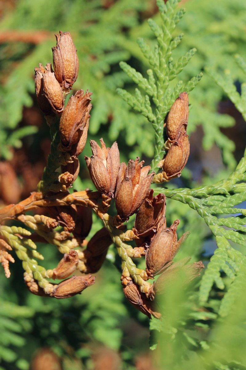 Изображение особи Thuja occidentalis.