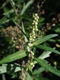 Artemisia integrifolia. Верхушка бутонизирующего растения. Хабаровский край, г. Комсомольск-на-Амуре, зарастающий карьер. 14.09.2025.