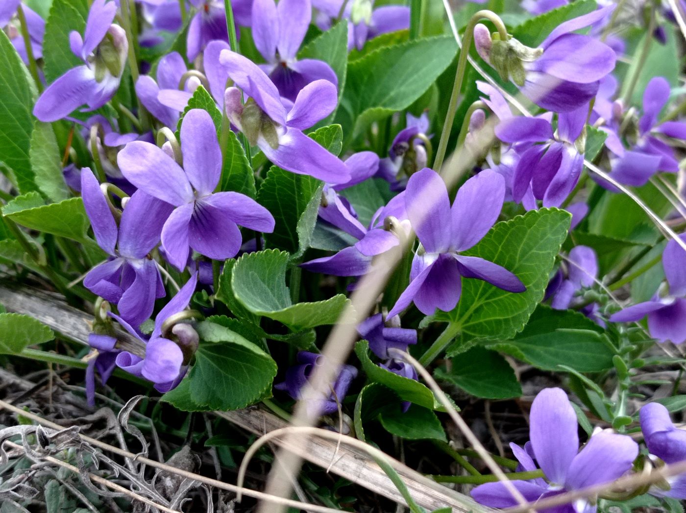 Image of Viola ambigua specimen.