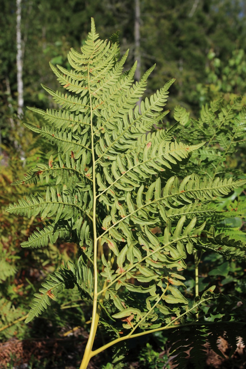 Image of Pteridium pinetorum specimen.