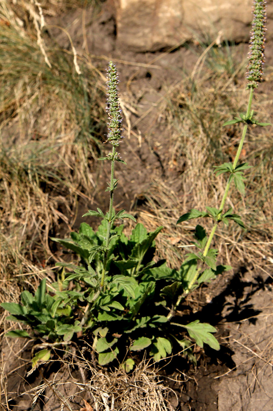 Image of Schizonepeta multifida specimen.