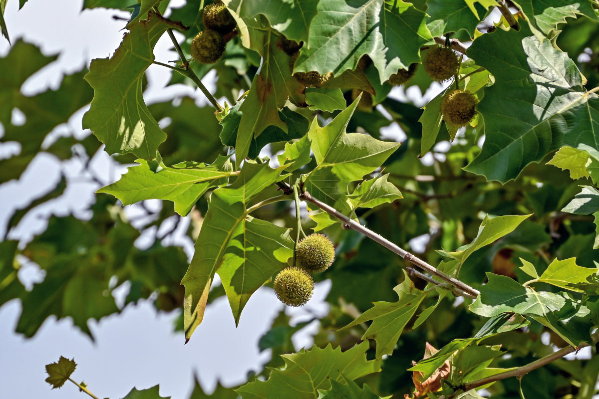 Изображение особи Platanus orientalis.