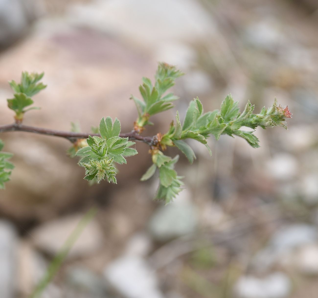 Изображение особи Неопознанный вид.
