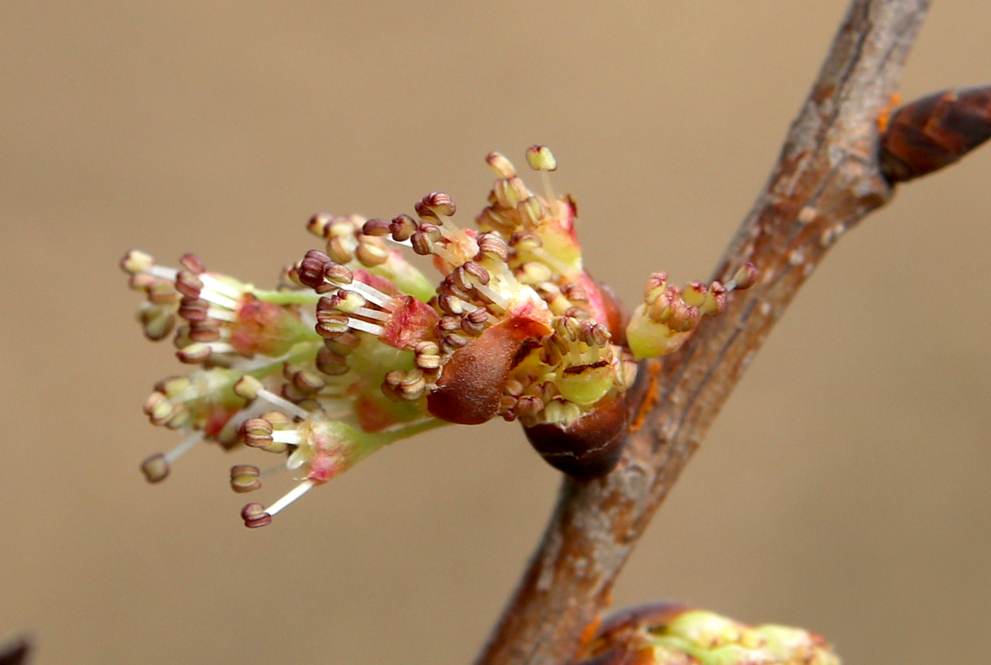 Изображение особи Ulmus laevis.