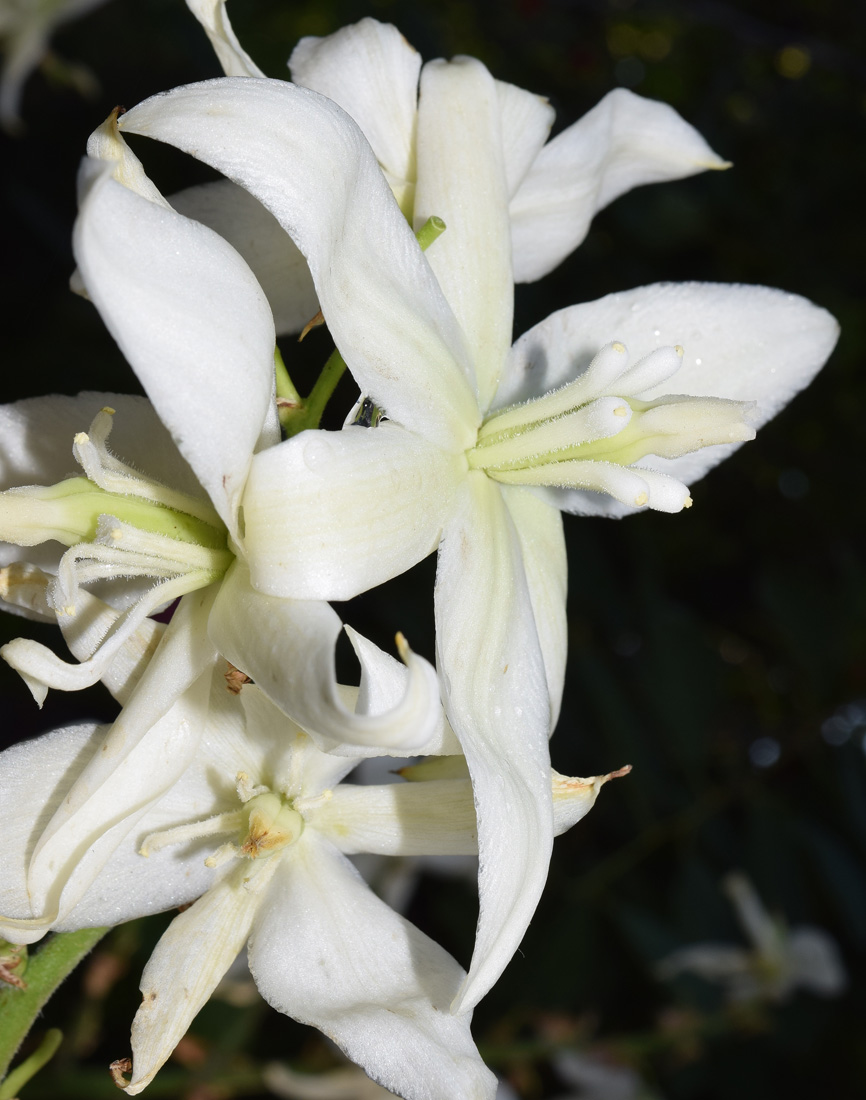 Image of Unknown species specimen.