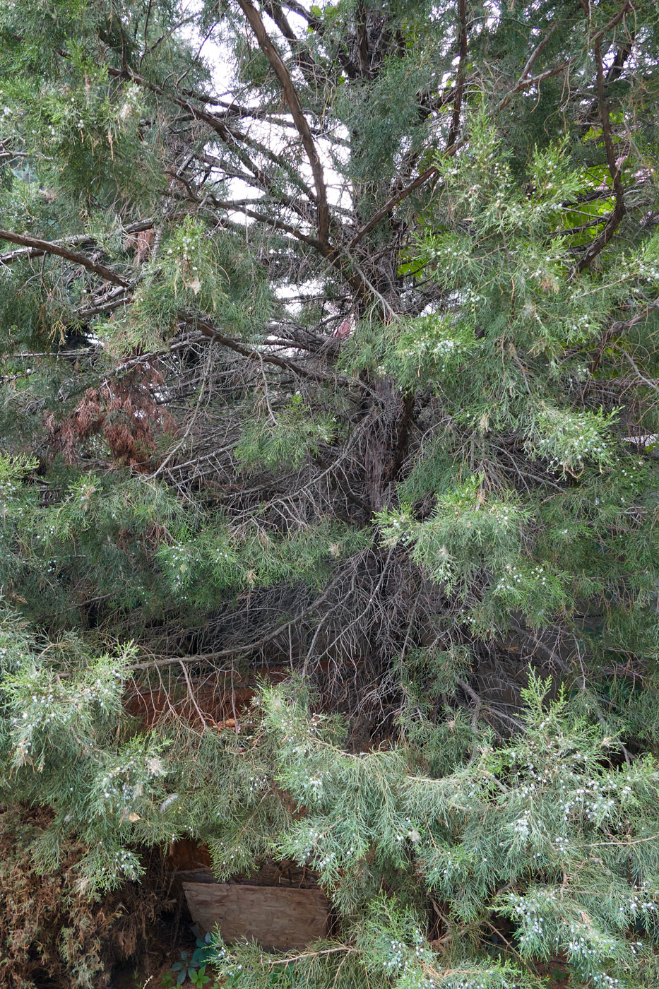 Изображение особи Juniperus virginiana.