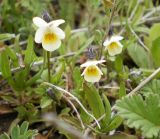 Viola arvensis