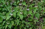 Lamium barbatum