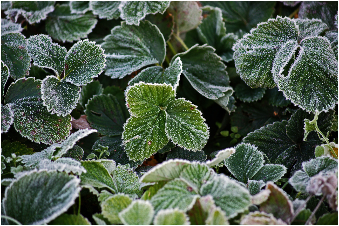 Изображение особи Fragaria × ananassa.