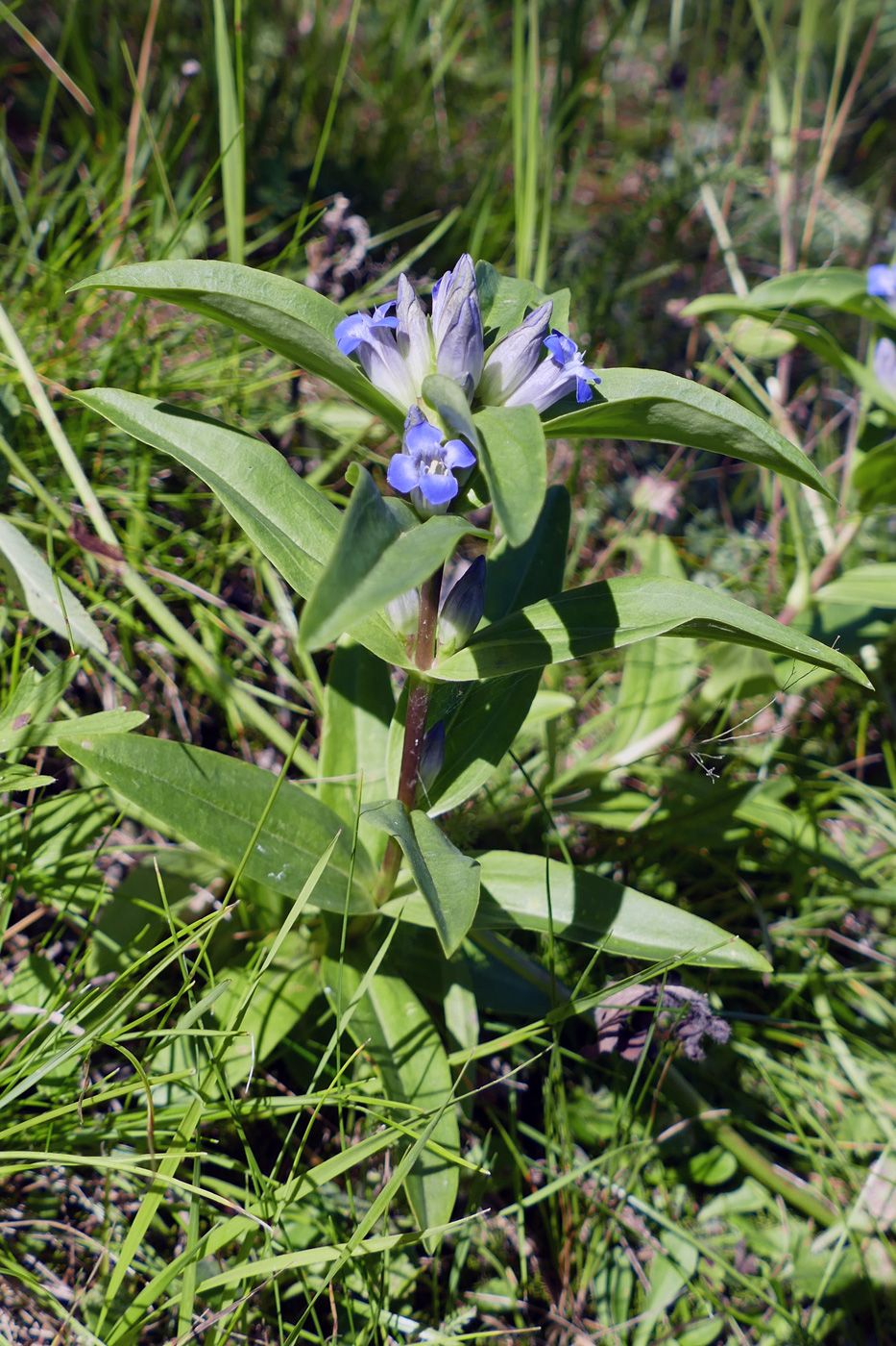 Image of Gentiana cruciata specimen.