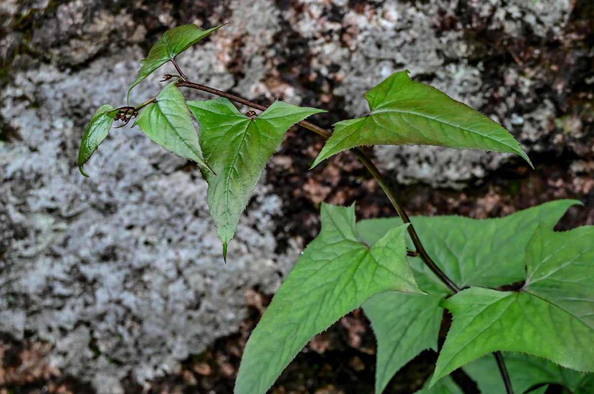 Image of Parasenecio matsudae specimen.