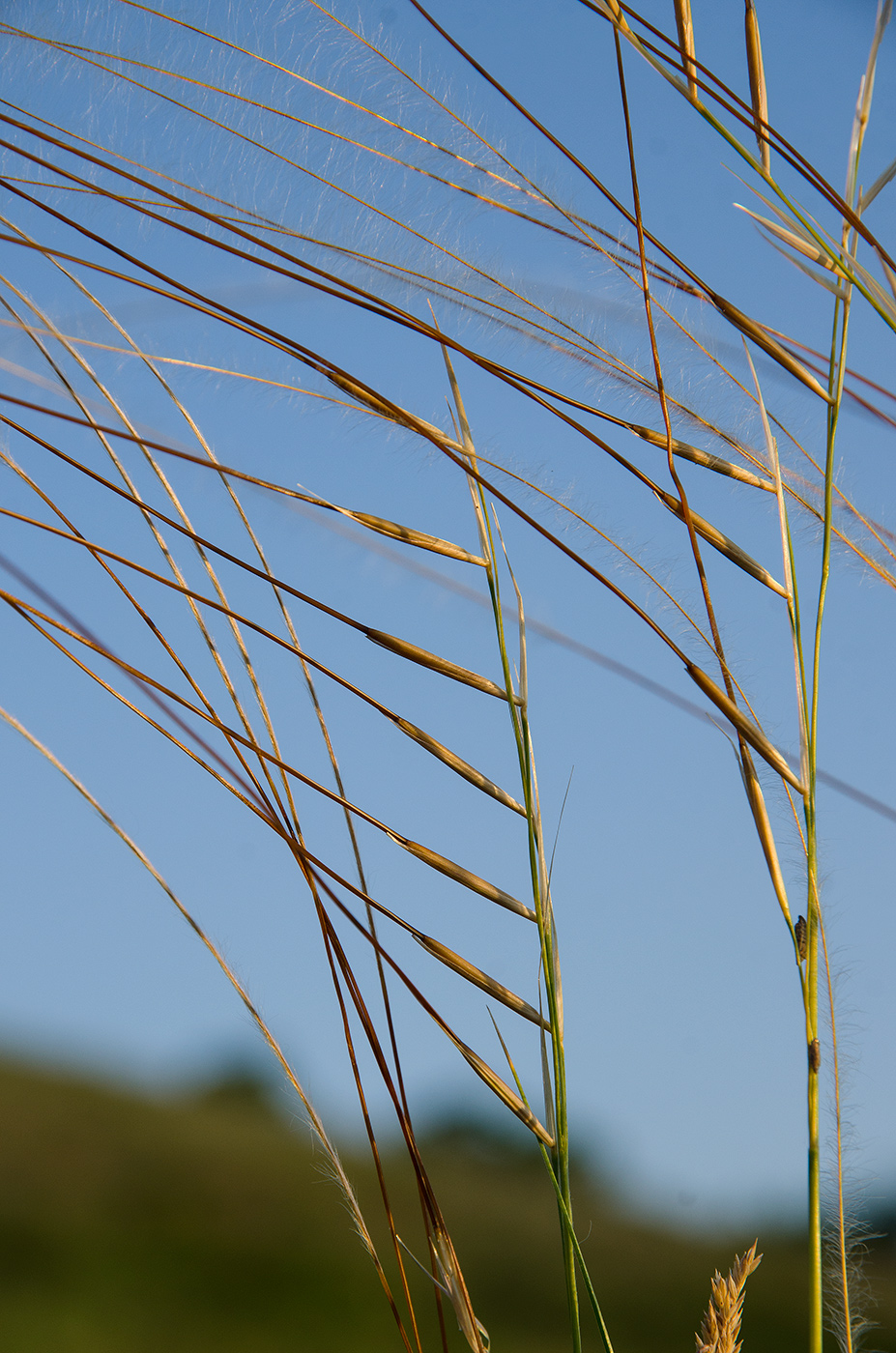 Изображение особи род Stipa.