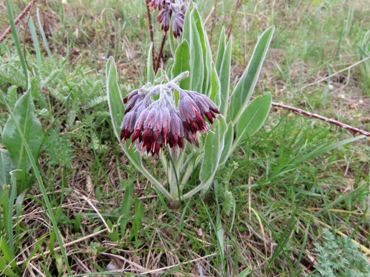 Image of Lindelofia stylosa specimen.