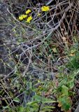Sonchus ustulatus