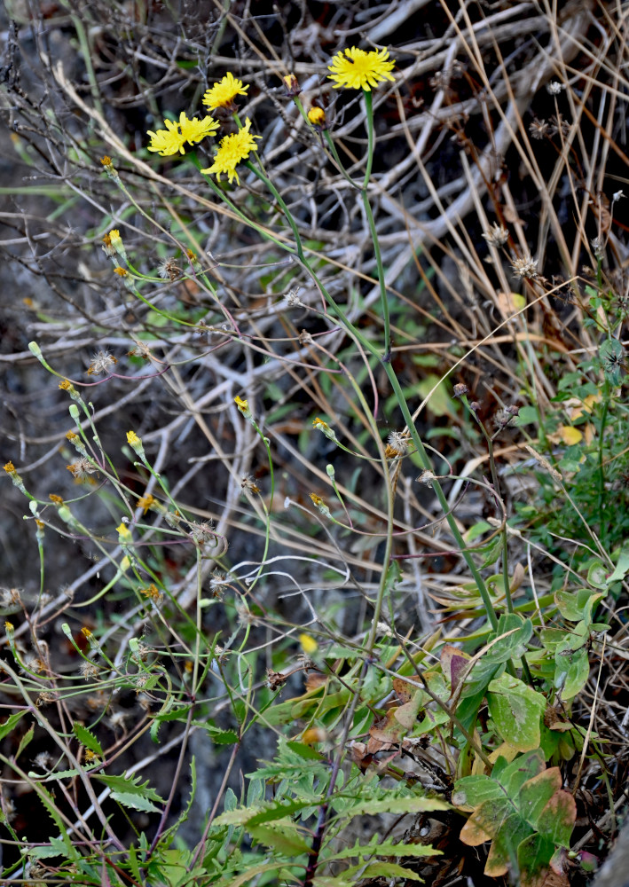 Изображение особи род Sonchus.