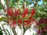 genus Callistemon