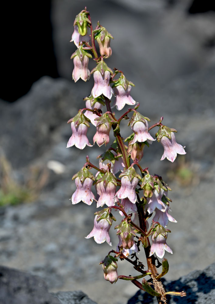 Image of Azorina vidalii specimen.