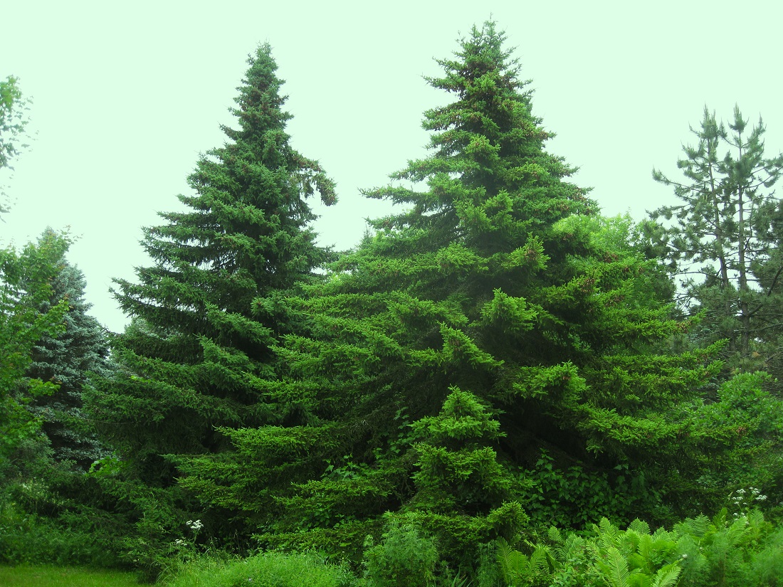 Image of Picea rubens specimen.