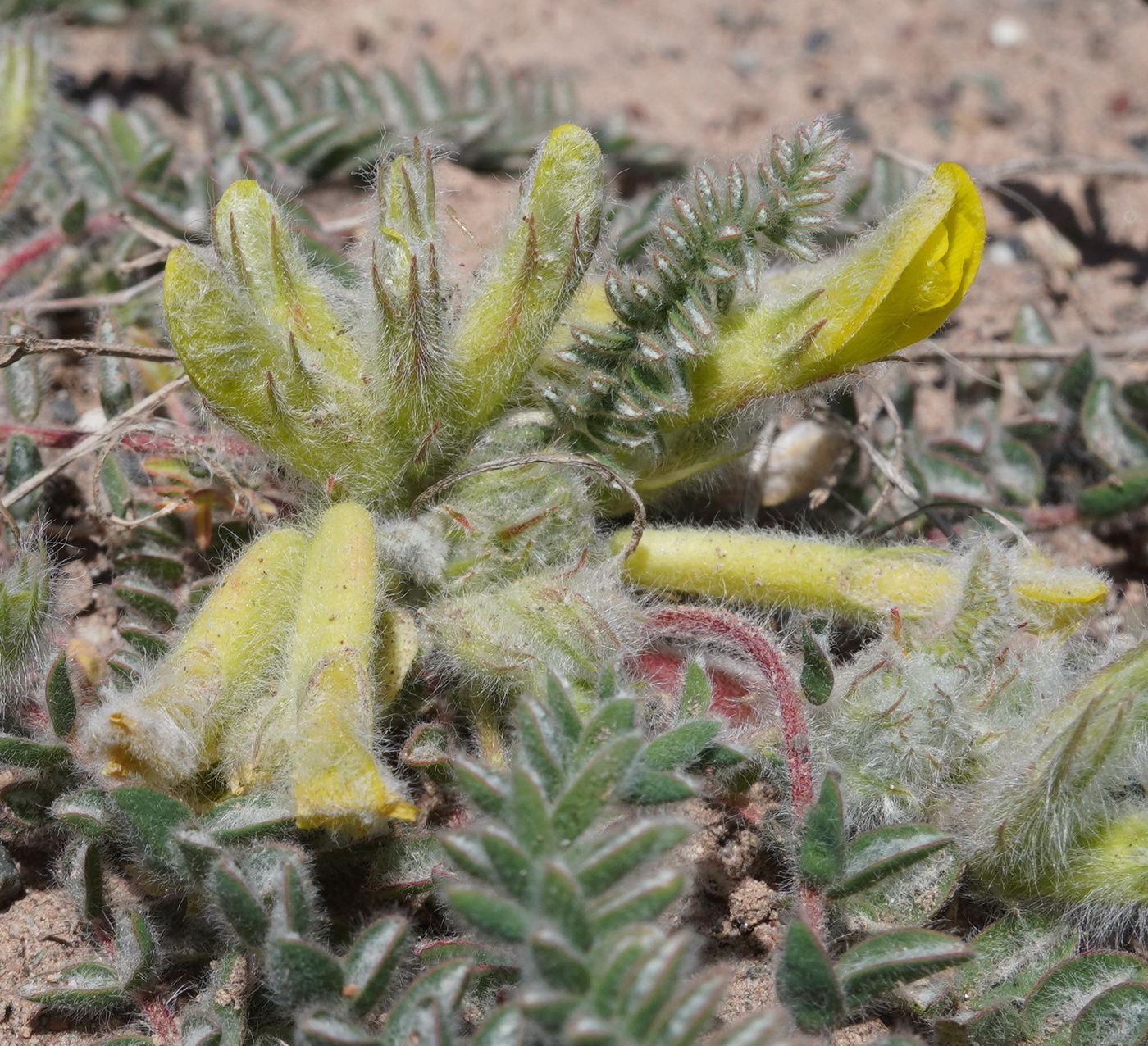 Изображение особи Astragalus mucidus.