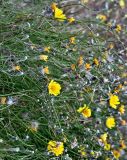 Tolpis succulenta. Верхушки побегов с цветущими и отцветшими соцветиями. Португалия, о-в Мадейра, гора Пику-ду-Ариейру, ≈ 1800 м н.у.м., на скале. 20.08.2025.