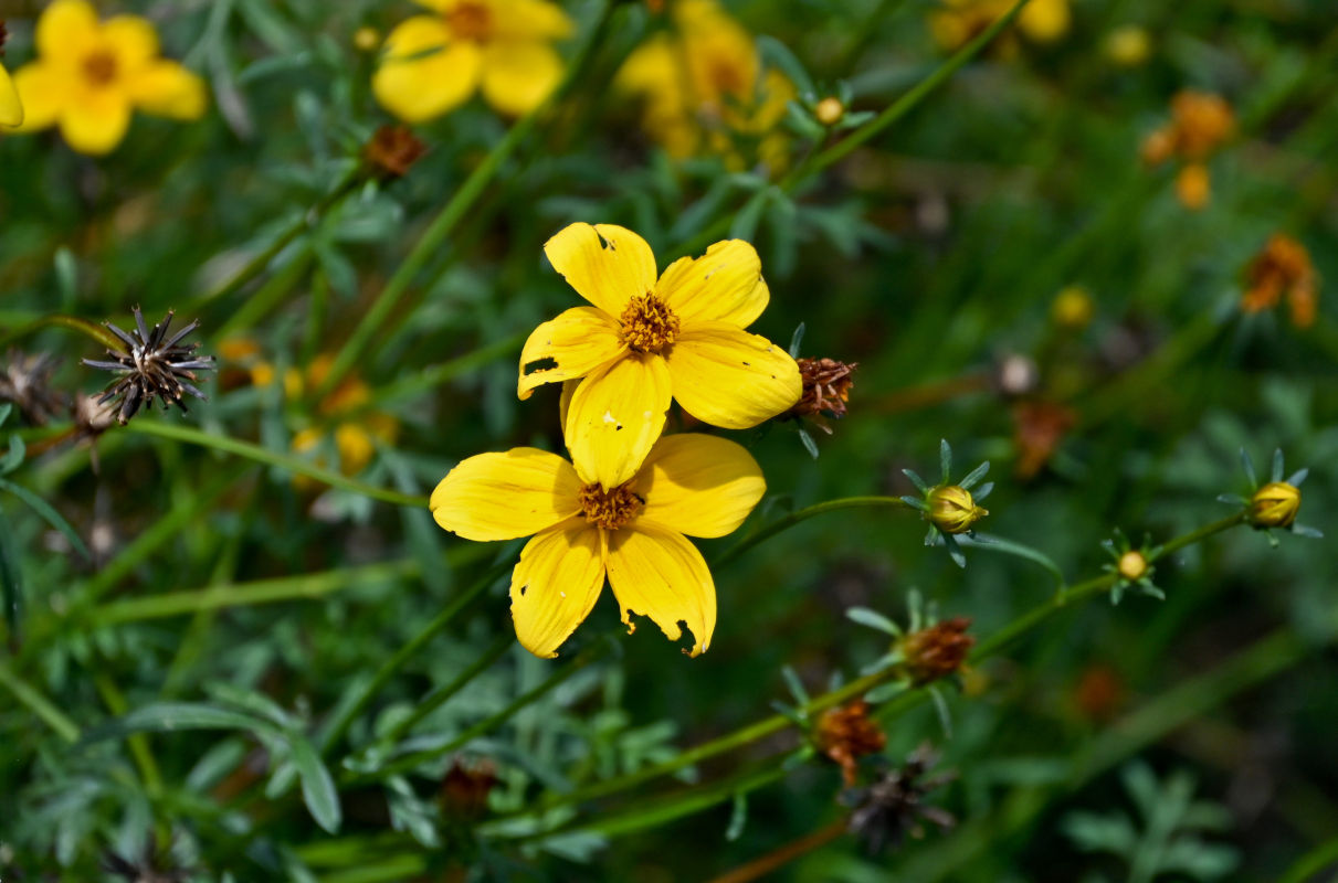 Image of Bidens aurea specimen.