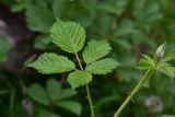 genus Rubus. Верхушки побегов. Турция, ил Артвин, р-н Шавшат, у храма Тбети, заросли. 11 июня 2026 г.