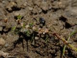 Myriophyllum ussuriense