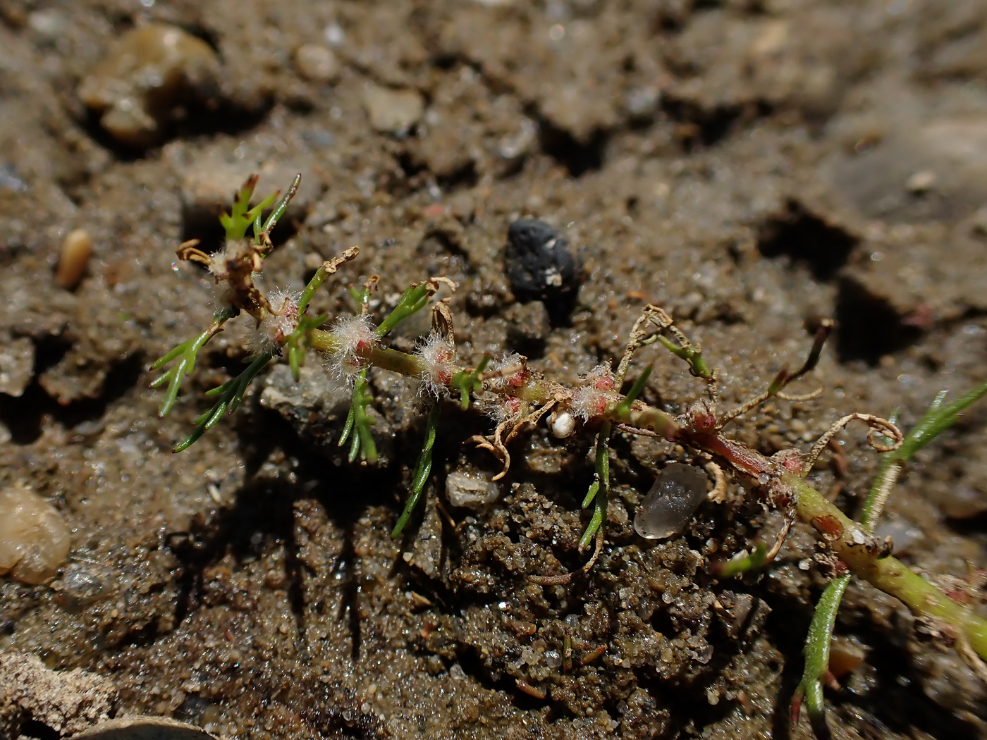 Изображение особи Myriophyllum ussuriense.