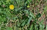 Sonchus arvensis. Верхушка цветущего растения. Московская обл., гор. округ Домодедово, низовья р. Пахра, луговой склон. 30.08.2026.