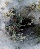 Artemisia nutans