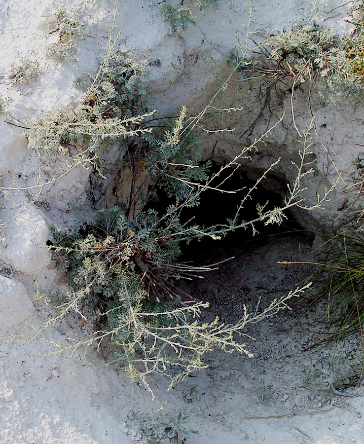 Изображение особи Artemisia nutans.