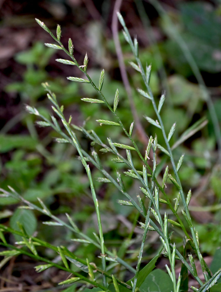 Image of Lolium multiflorum specimen.
