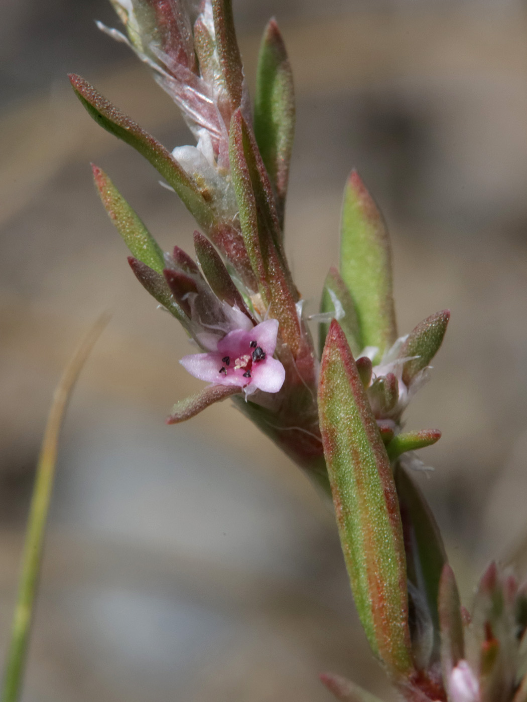Image of genus Polygonum specimen.
