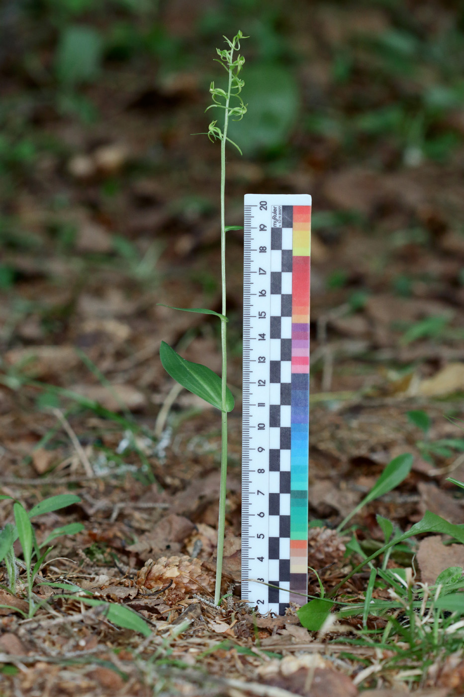 Image of Platanthera tipuloides specimen.