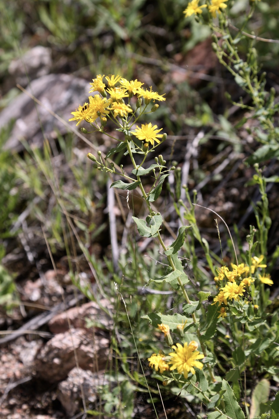 Image of Hieracium virosum specimen.