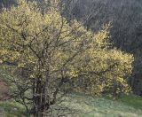 Cornus mas. Цветущее дерево. Крым, гора Чатыр-Даг (нижнее плато). 02.05.2011.