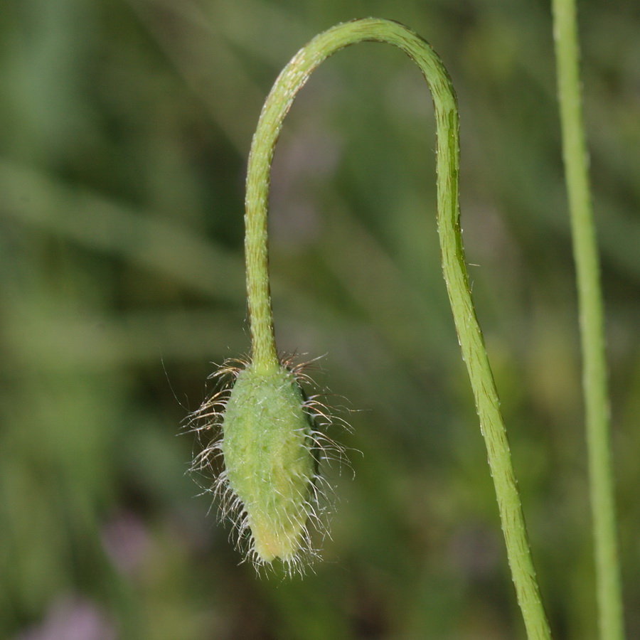 Изображение особи Papaver stevenianum.