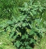 genus Althaea