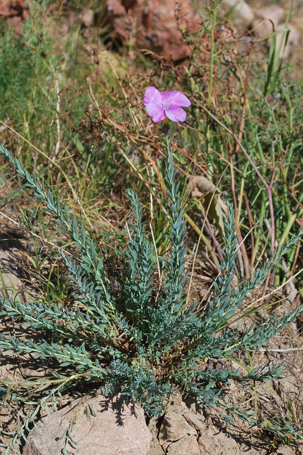 Изображение особи Linum olgae.